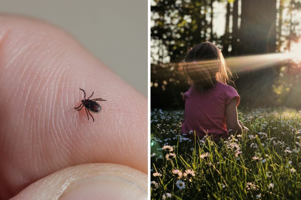 Så vet du om ditt barn har borrelia